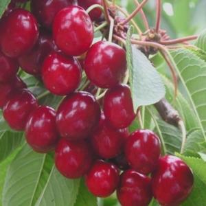 체리나무 묘목 스위트하 자수정 접목1년 특묘 2주묶음