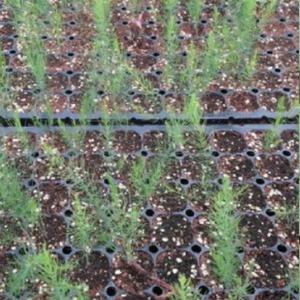 아스파라거스모종(트레이모판) 10개 L25