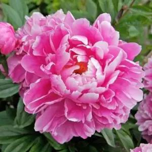 숙근 뿌리- 작약 (보울 오브 크림) 작약 뿌리1개 wr113