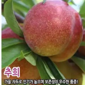 유실수 묘목/자두나무 (추희) 접목1년생,상묘-3주묶음  CH225