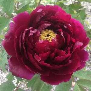 조경수 묘목/모란 개량꽃목단 흑색계(황가문) 접목3년 개화주 NS391