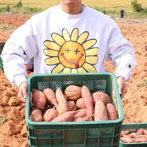 해남 애플고구마 중상 5kg 외