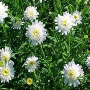 모종/국화-운남국화 9cm포트 4개셋트 HC012