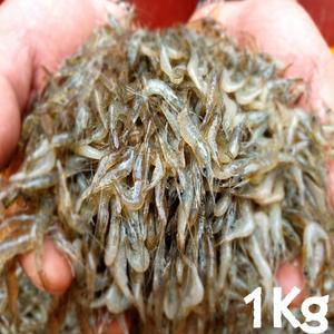 국내산 자연 김장 민물새우 1kg