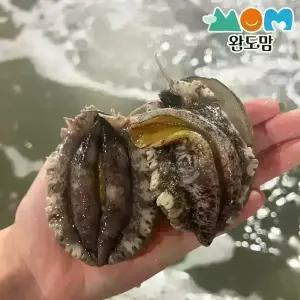 완도 활 전복 1kg 14-16미 전복 횟감용 구이용 찜용 살아서 도착 + 세척솔 증정