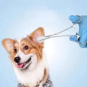 고품질 반려 귓털 정리기 제거 귀털제 겸자가위 귀털 귓털가 강아지귀청소 애견용겸자가위 (WFHPAQ3)