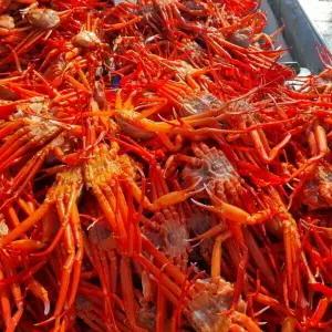 구룡포 후포리 제철 박달홍게 4kg 자숙 찜 붉은대게