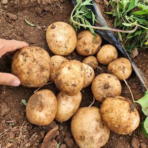 국내산 산지직송 햇 감자 포슬포슬 고소한 감자 3kg (특대)