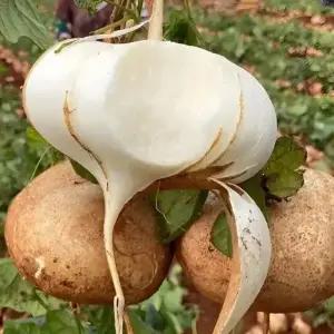 세계10대 슈퍼푸드 맛있는 히카마 얌빈 멕시코 감자 다이어트 혈당조절(베트남산)3kg