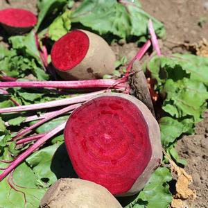 제주 봄 비트 5kg