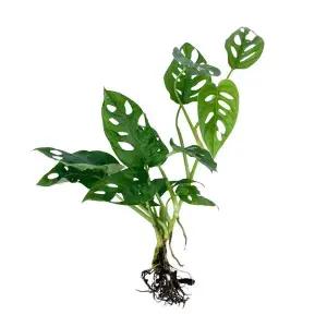 글라스가든 뿌리 세척 몬스테라 아단소니 모종 관엽식물 수경재배 수생 식중 희귀 실내공기정화식물 1뿌리