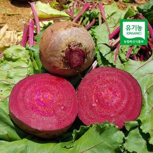 유기농 무농약 비트 알비트 레드비트 5kg 산지직송