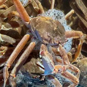 자숙 러시아 박달대게 3kg 수율보장 대게