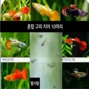 구피혼합치어10마리(몰리.플래티포함)
