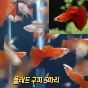 풀레드구피(검은눈)10마리
