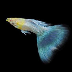 [춘자네수족관]고정구피, 알비노 블루 토파즈 [한쌍] 구피