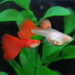 [춘자네수족관]고정구피, 알비노 풀레드 블러드 [한쌍] 구피