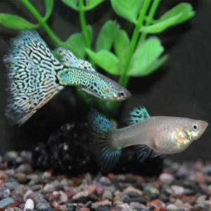 [춘자네수족관]고정구피, 블루레이스 스네이크스킨 [한쌍] 구피