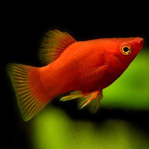 [춘자네수족관]열대어, 삼각 플래티 [5마리]