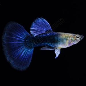 [춘자네수족관]고정구피, 하프블랙블루 [한쌍] 구피