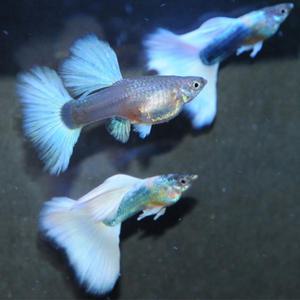 [춘자네수족관]고정구피, 하프블랙 화이트 빅도살 [수2+암3] 구피