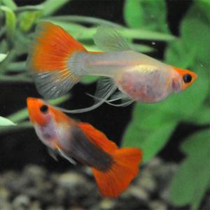 [춘자네수족관]고정구피, 코이 숏바디 글라스밸리 리본[한쌍] 구피