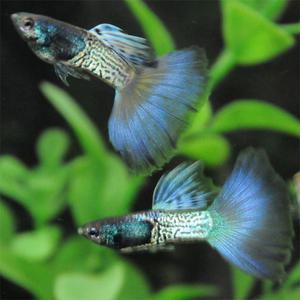 [춘자네수족관]고정구피, 메탈 스네이크 스킨 블루테일 [수2+암3] 구피