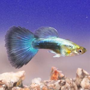 [춘자네수족관]고정구피, 네온 블루 턱시도[수2+암3] 구피