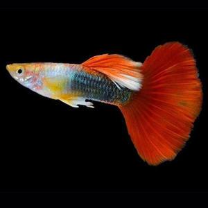 [춘자네수족관]고정구피, 레드 브론즈 [한쌍] 구피