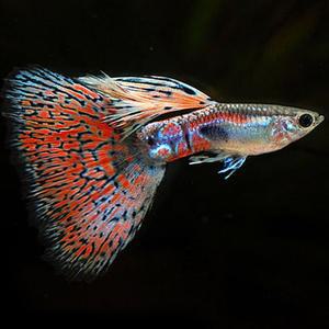 [춘자네수족관]고정구피, 레드 그라스 [수2+암3] 구피