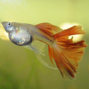 [춘자네수족관]고정구피, 스칼렛풀레드 빅하이도살 스왈로우[한쌍] 구피