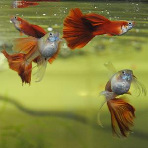 [춘자네수족관]고정구피, 스칼렛풀레드 빅하이도살 스왈로우 보인자[한쌍] 구피