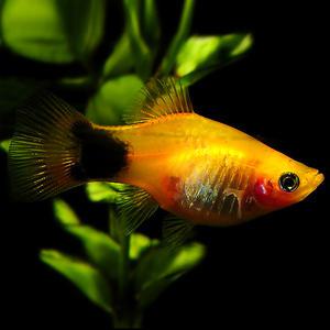 [춘자네수족관]열대어, 옐로우 미키마우스 플레티 [5마리]