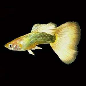 [춘자네수족관]고정구피, 옐로우 턱시도 [한쌍] 구피