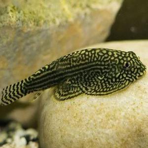 [춘자네수족관]열대어, 힐스트림 가오리 비파[1마리]