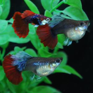 [춘자네수족관]고정구피, 하프블랙 로즈 하프문 딥레드 슈퍼 숏바디 프리미엄 [한쌍] 구피