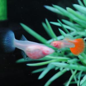 [춘자네수족관]고정구피, 알비노 레드 토파즈 글라스벨리 [한쌍] 구피