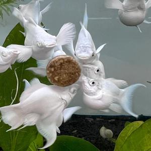 [춘자네수족관]고정구피, 플래티넘 보석눈 몰리 흑요석 라이어테일 [수1+암2]