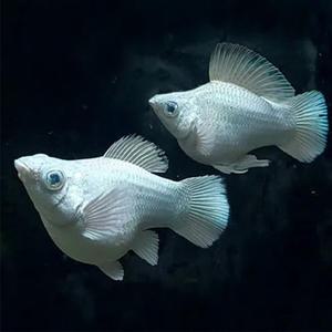 [춘자네수족관]고정구피, 플래티넘 보석눈 몰리 흑요석 라운드테일[수1+암2]