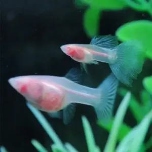 [춘자네수족관]고정구피, 알비노 블루 토파즈 글라스벨리 [수2+암3] 구피