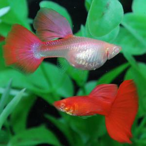 [춘자네수족관]고정구피, 알비노 풀레드 슈퍼 블러드 메가도살 [ 한쌍 ] 구피