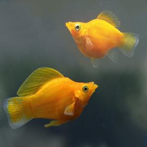 [춘자네수족관]열대어, 엘로우 풍선몰리[5마리]