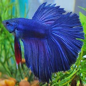 [춘자네수족관]열대어, 하프문 베타[블루 수컷]