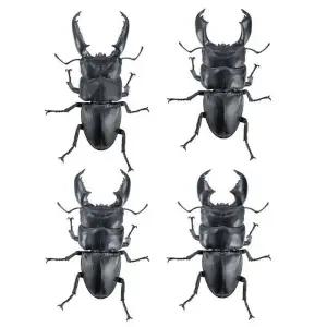 오호히라 타쿠와가타 사슴벌레 1/1  캡슐토이 가챠