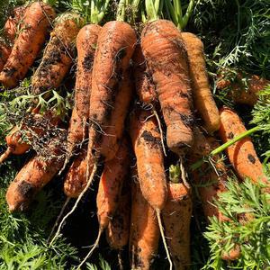 제주 구좌 세척 당근 상 3kg