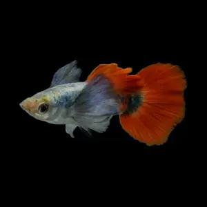 레드플래티넘 덤보이어 구피 2쌍