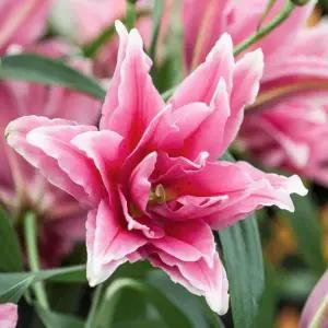 백합구근-(겹백합 엘레나)- 구근 네개셋트  SP030