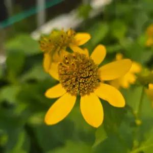 삼잎국화 모종 3포트 나물모종 노지월동 다년생 키다리 야생화 B04