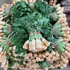 채소다움 황토밭 아삭한 총각무 초롱무 알타리무 2단 5kg내외