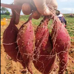 해남 밤고구마 햇 고무마 진율미 3kg 5kg 10k